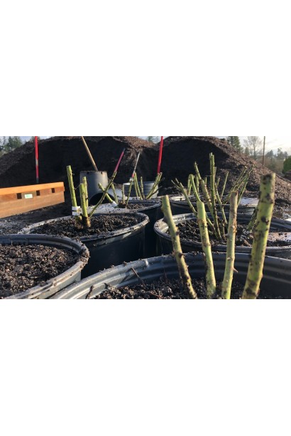 Роза Свитнес - саженцы в контейнерах